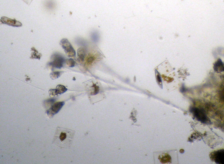 Microscopia salata